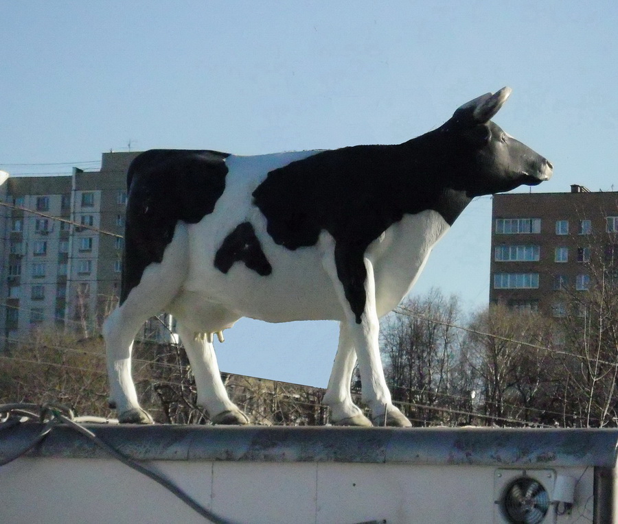   (MOS (man on the street) Cow   - )