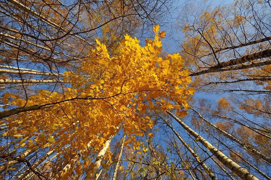 Осень картинки реальные